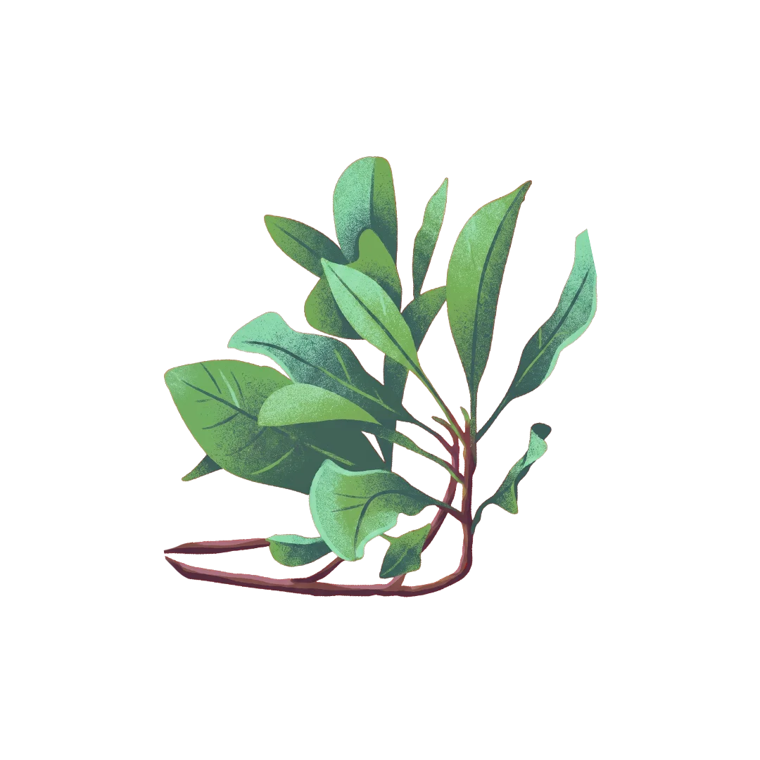 Daun Cengkeh
