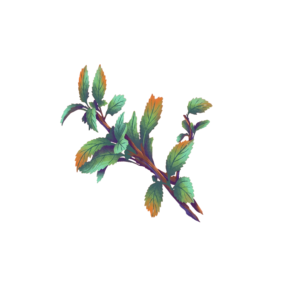 Daun Jarong