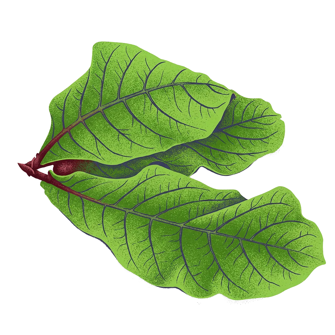 Daun Ketepeng