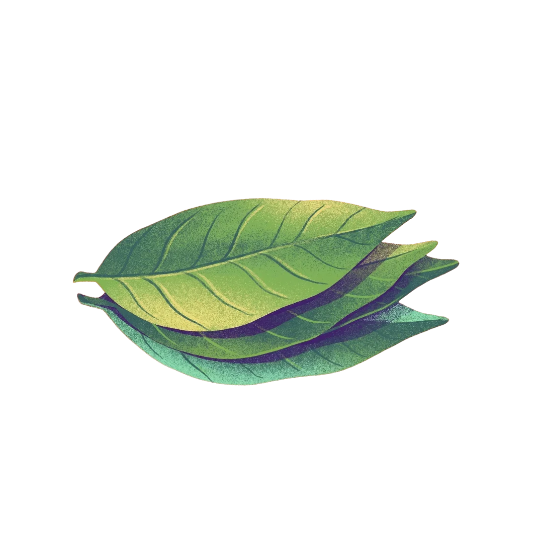 Daun Salam