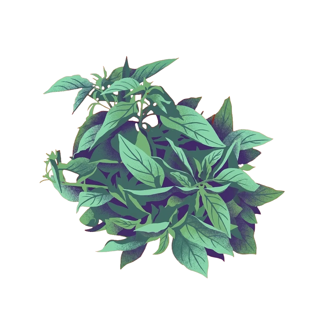 Kemangi